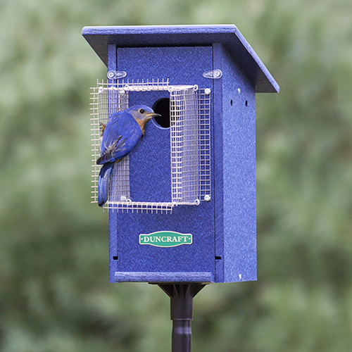 Duncraft Bird-Safe® Bluebird House & Pole with Noel Guard