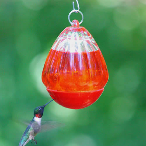 Round Glass Hummingbird Feeder