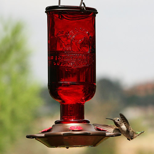 Hummingbird Elixir