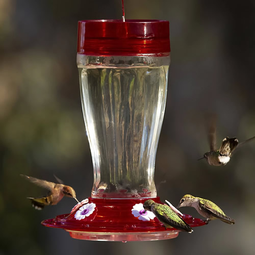 Big Gulp Hummingbird Feeder