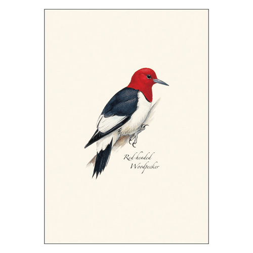 Peterson Woodpecker Notecard Assortment