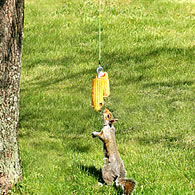 Bungee Jumping for Squirrels