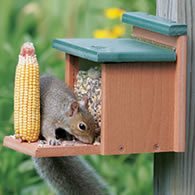 Recycled Squirrel Munch Box
