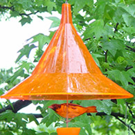 Arundale Hanging Orange Oriole Hat