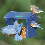 Bluebird Feeders