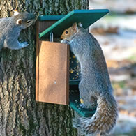 Duncraft Eco-Strong Jack in the Box Squirrel Feeder