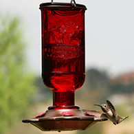 Hummingbird Elixir