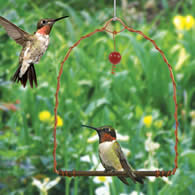 Copper Hummingbird Swing