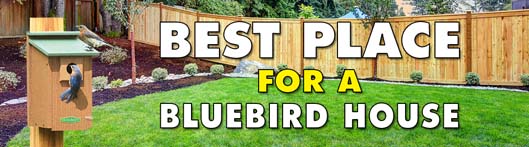 Best Place For A Bluebird House