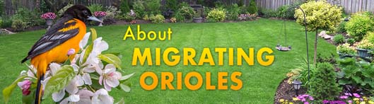 About Migrating Orioles