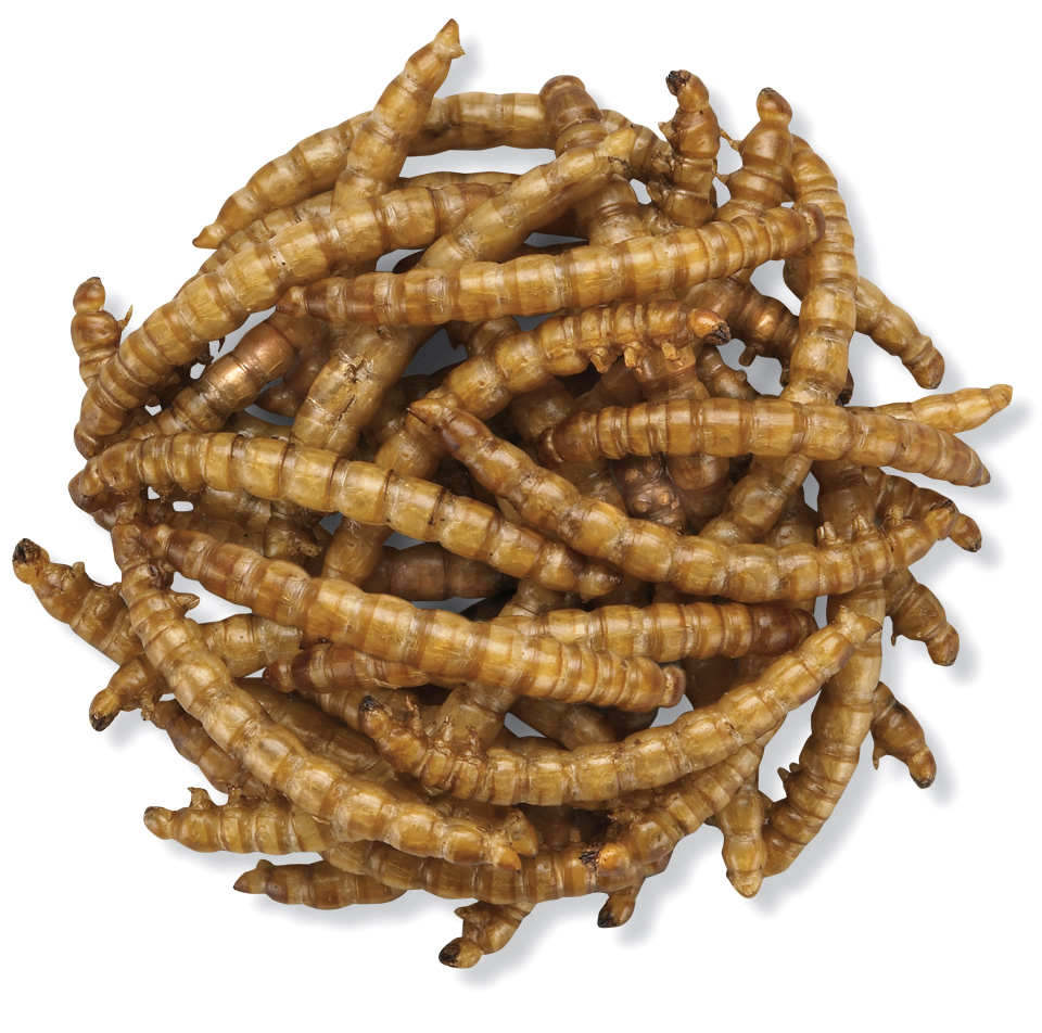  Duncraft Roasted Mealworms, 2800