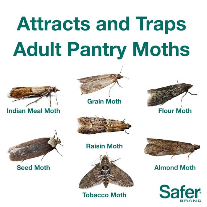 Safer Brand Insect Traps at