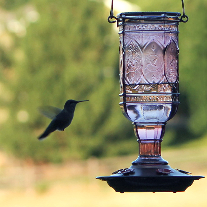 5 Feeding Ports and 20... More Birds Red Jewel Hummingbird Feeder Glass Bottle 