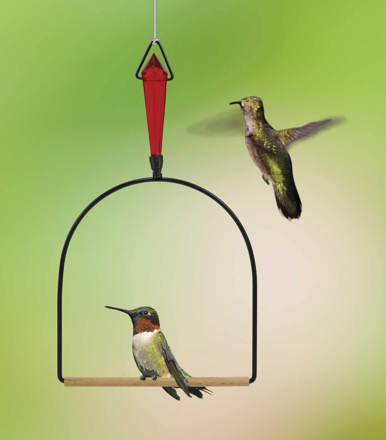 Hummingbird Swing New 