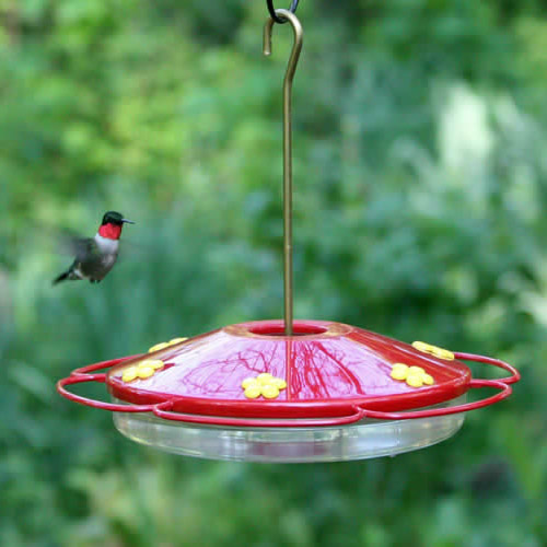 Hummingbird Oasis Feeder