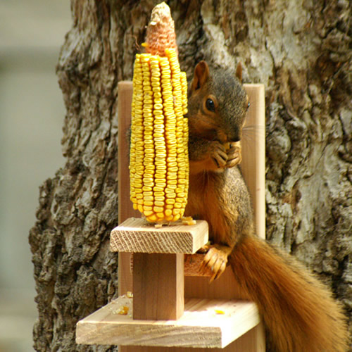 Squirrel Chair Feeder