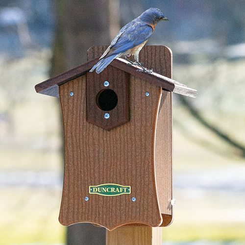 Duncraft Bird-Safe® Fancy Bluebird House