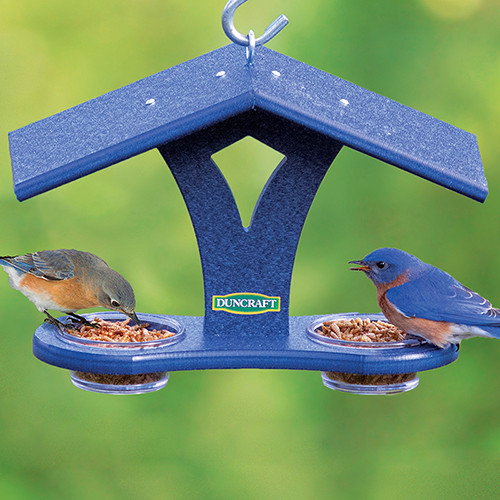 Duncraft Bluebird Mealworm Banquet