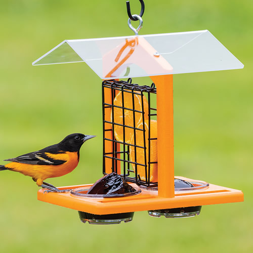 Duncraft Oriole Fruit and Jelly Classic Feeder