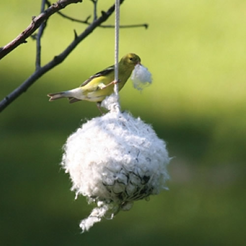 Cottontail Nest Builder