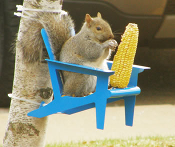 Duncraft.com: Adirondack Chair Squirrel Feeder