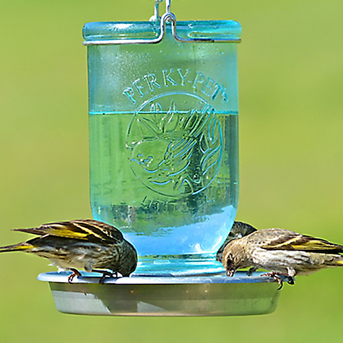 Details about  / Perky Pet Bird Waterer Water Feeder Garden Blue Mason Jar Decorative Glass 32 Oz