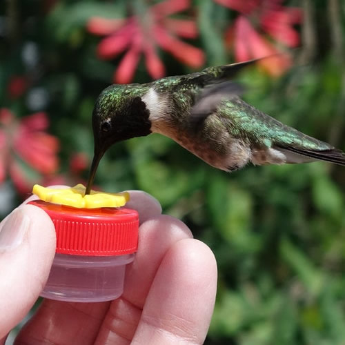 HUM-Buttons™ Mini Handheld Hummingbird Feeders, Set of 3