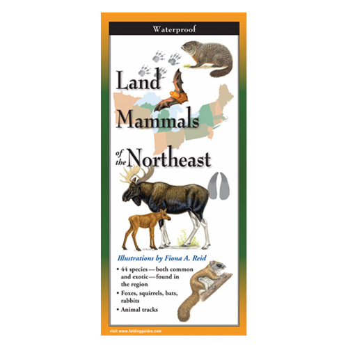 Land Mammals of the Northeast Folding Guide