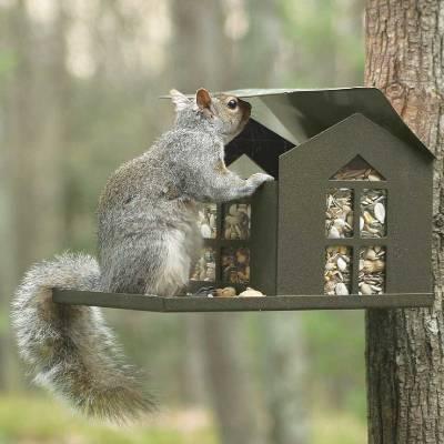 Squirrel Feeders & Houses