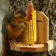 Squirrel Platform Feeder