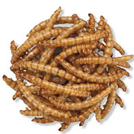 Duncraft Roasted Mealworms, 11200