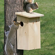 Duncraft Squirrel House