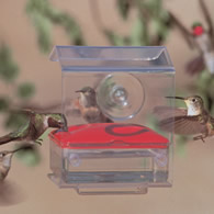 All Window Hummingbird Feeders