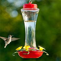 16 oz. Trumpet Glass Hummingbird Feeder