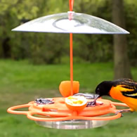 All-In-One Oriole Buffet