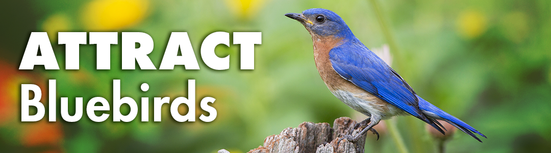 Attract Bluebirds to your Yard